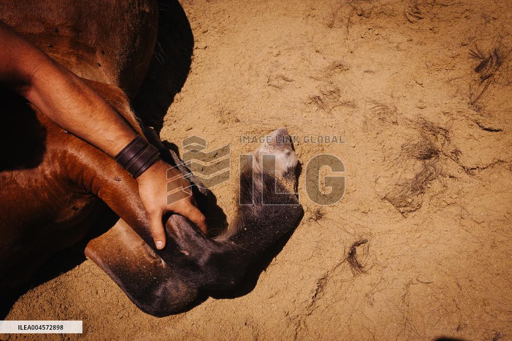 Last day of A Rapa Das Bestas 2025 - Spain