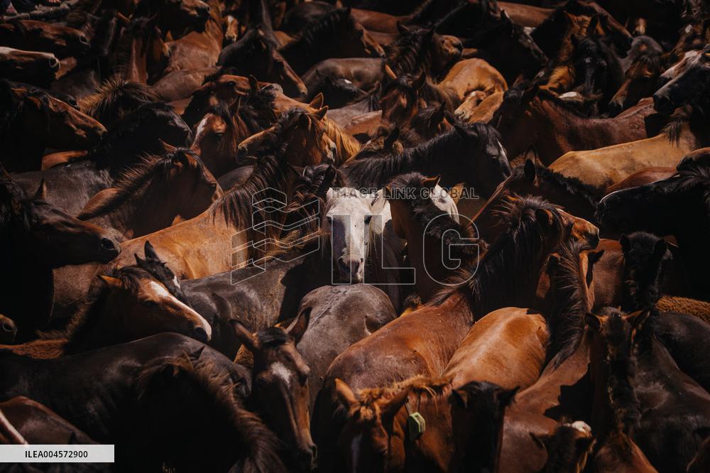 Last day of A Rapa Das Bestas 2025 - Spain