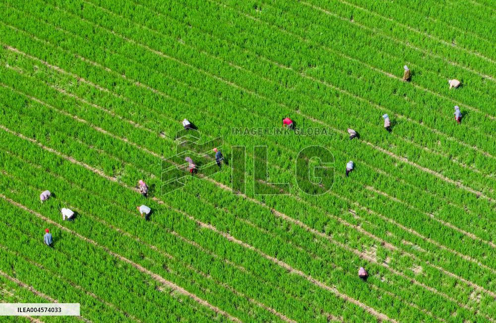 High-standard Farmland in Xing 'an League