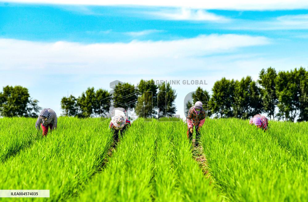 High-standard Farmland in Xing 'an League