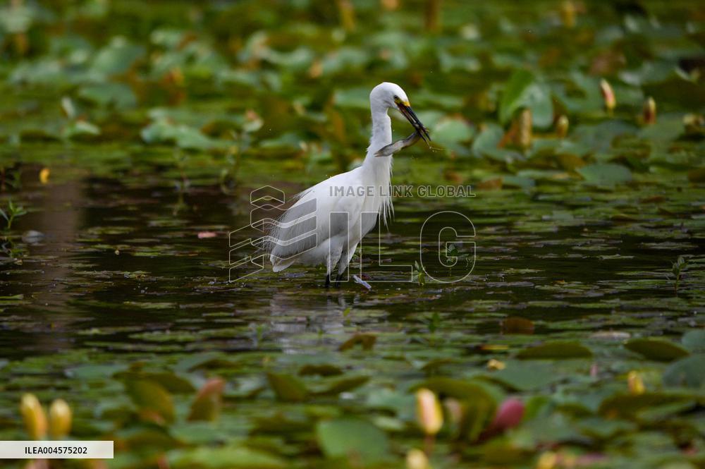 Egrets Rest in Dianchi Haihong Wetland Park - China