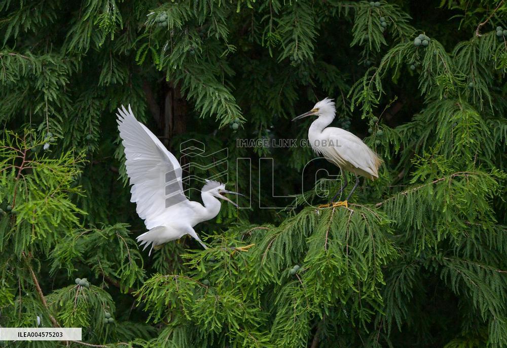 Egrets Rest in Dianchi Haihong Wetland Park - China