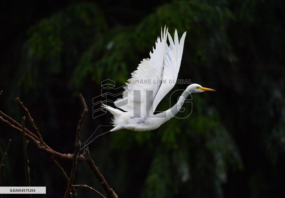 Egrets Rest in Dianchi Haihong Wetland Park - China