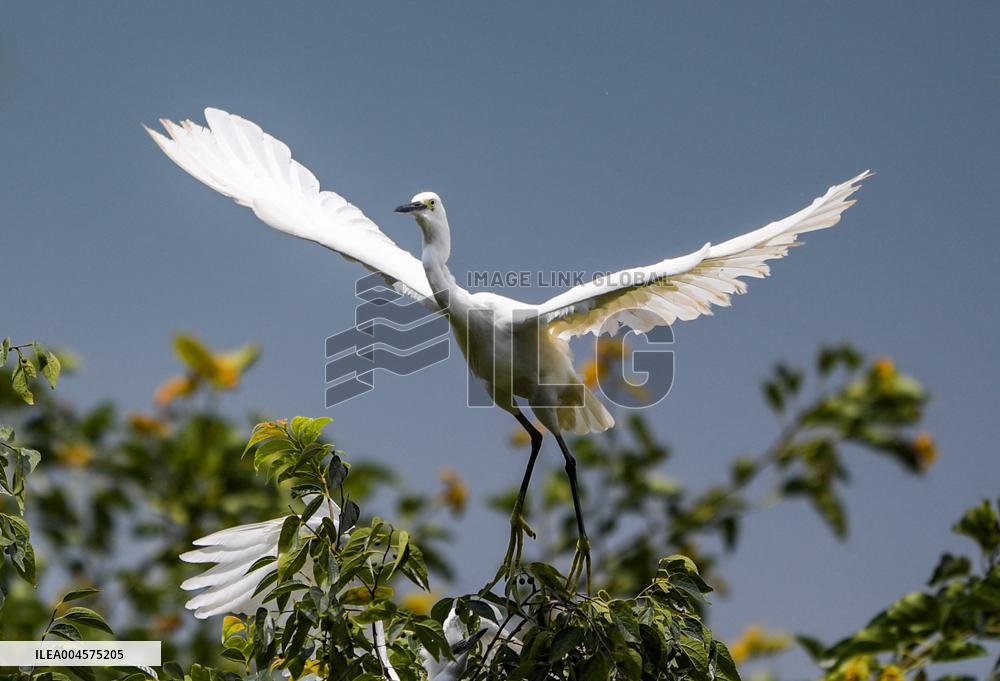 Egrets Rest in Dianchi Haihong Wetland Park - China