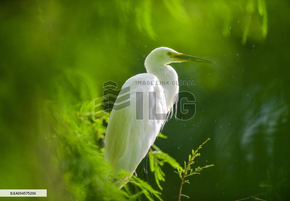 Egrets Rest in Dianchi Haihong Wetland Park - China