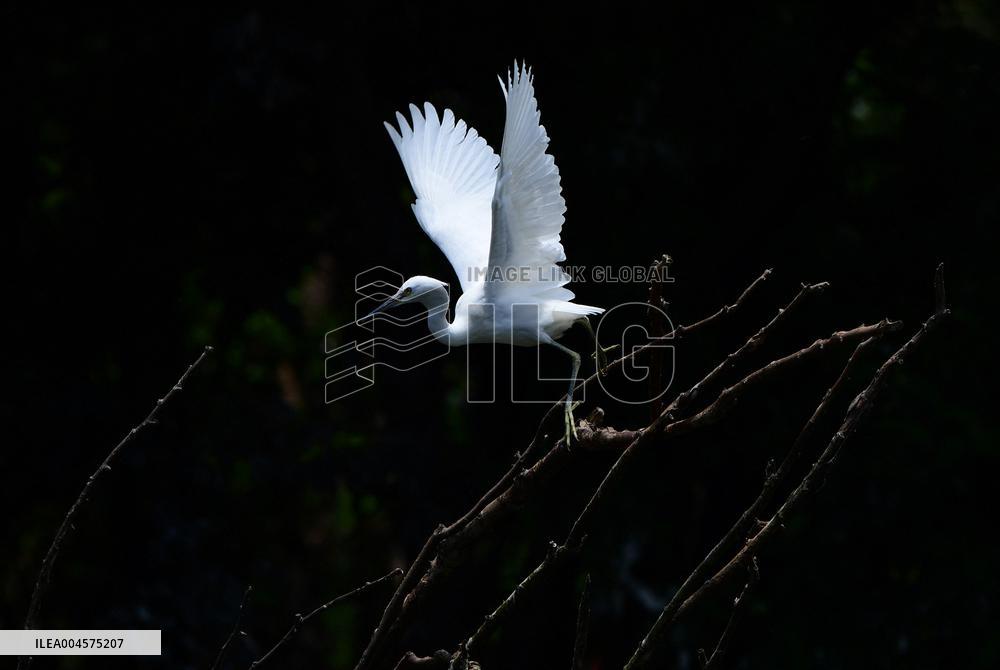Egrets Rest in Dianchi Haihong Wetland Park - China