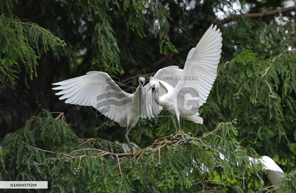 Egrets Rest in Dianchi Haihong Wetland Park - China