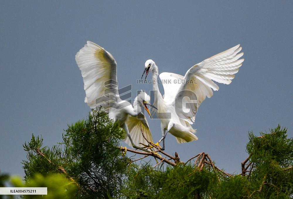 Egrets Rest in Dianchi Haihong Wetland Park - China