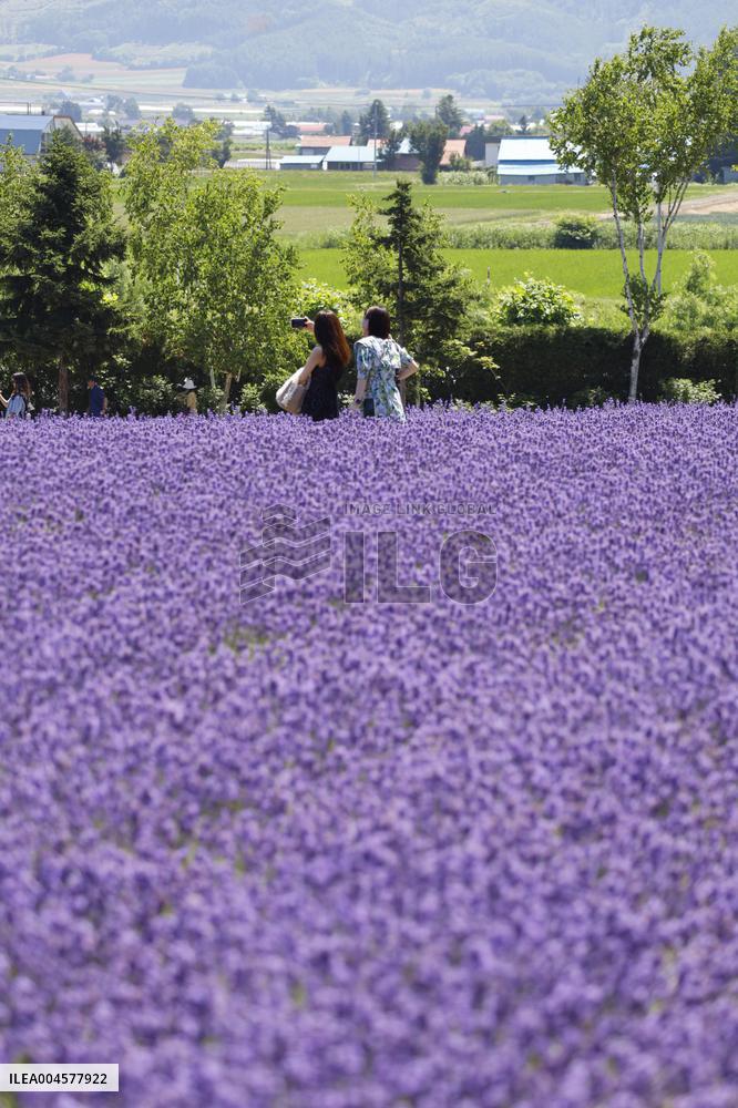 Lavender bloom in northern Japan