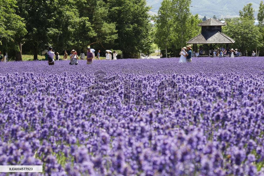 Lavender bloom in northern Japan