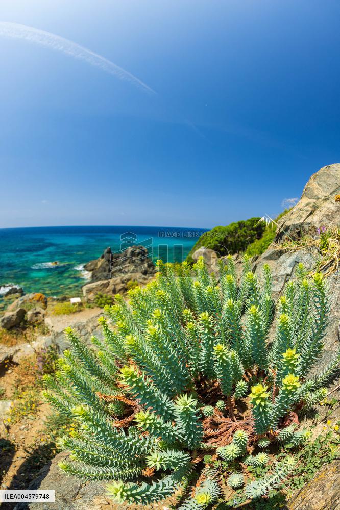 Illustration - Ajaccio