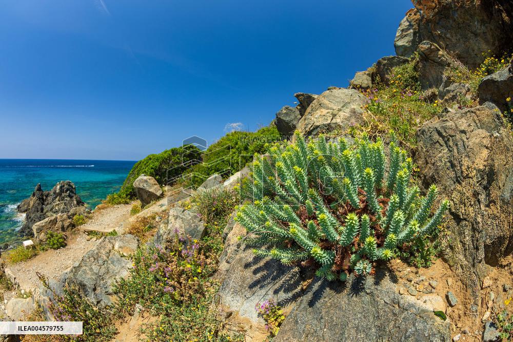 Illustration - Ajaccio