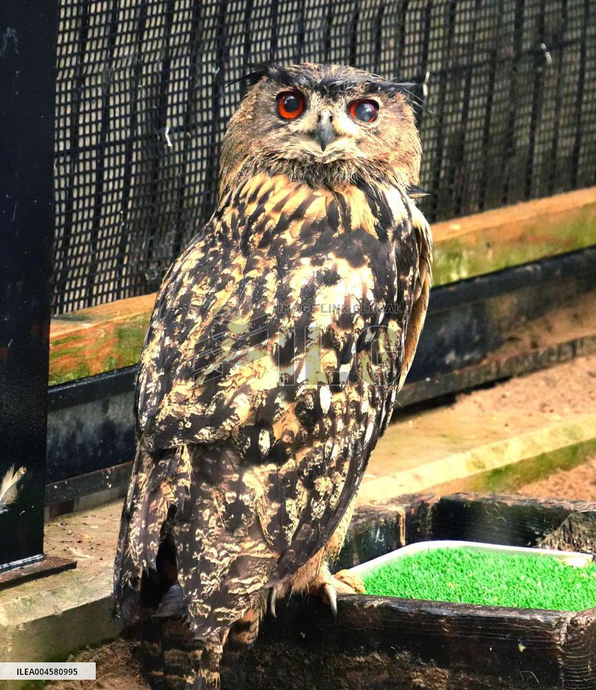 Eurasian eagle-owl at Hokkaido zoo