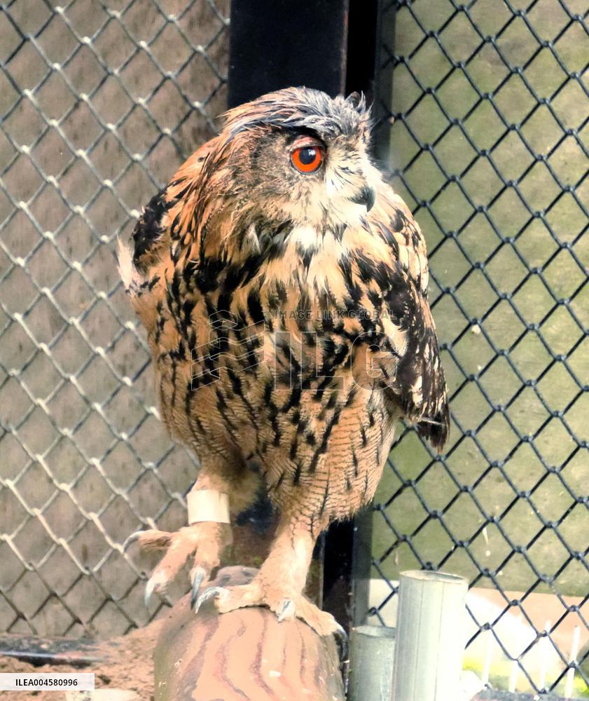 Eurasian eagle-owl at Hokkaido zoo