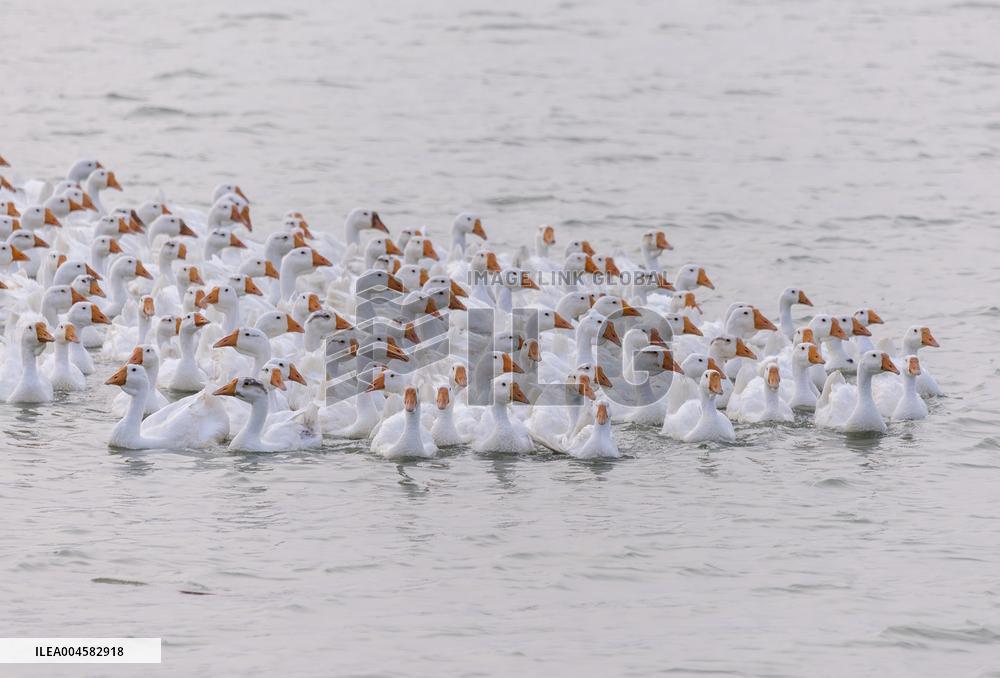 Tidal Flat White Goose Breeding Base