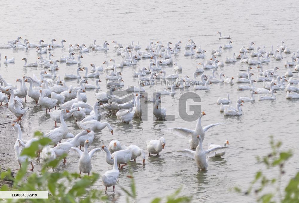 Tidal Flat White Goose Breeding Base