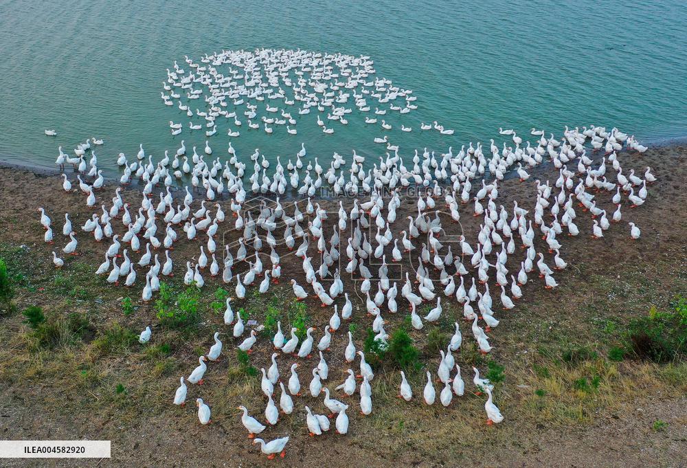 Tidal Flat White Goose Breeding Base