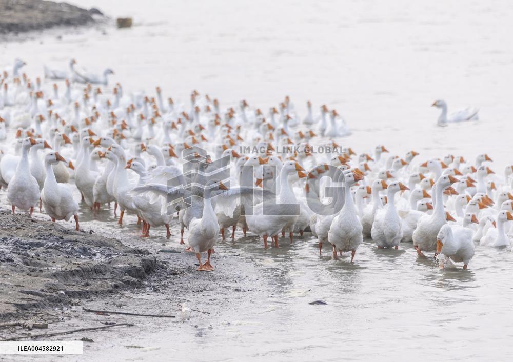 Tidal Flat White Goose Breeding Base