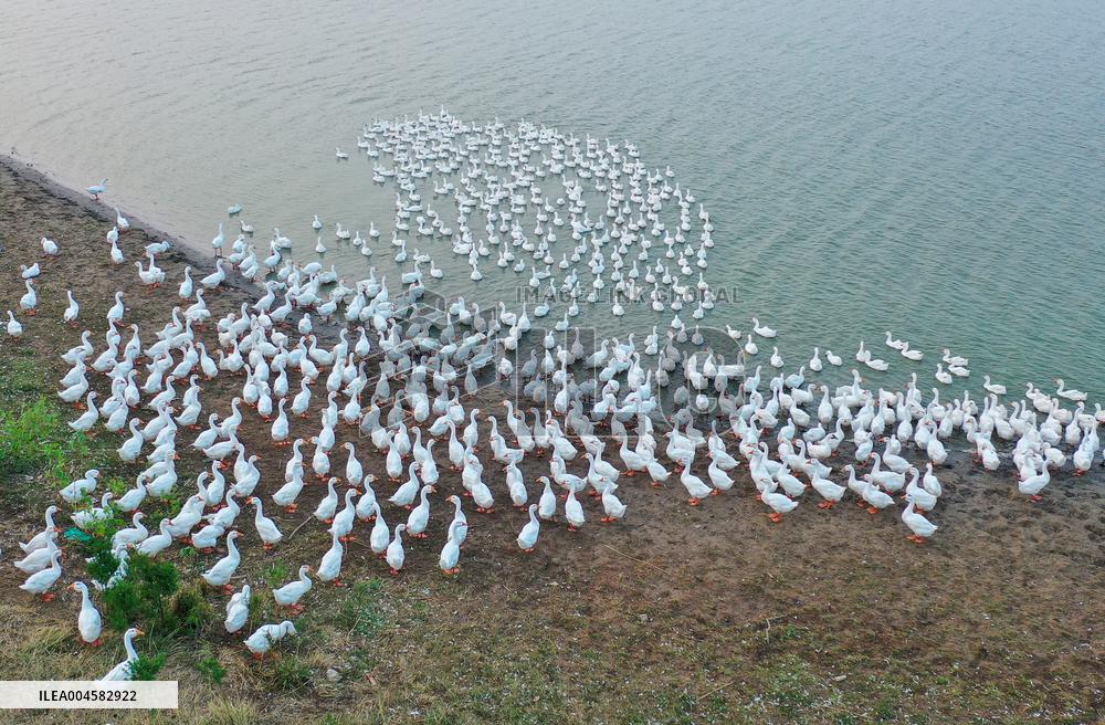 Tidal Flat White Goose Breeding Base