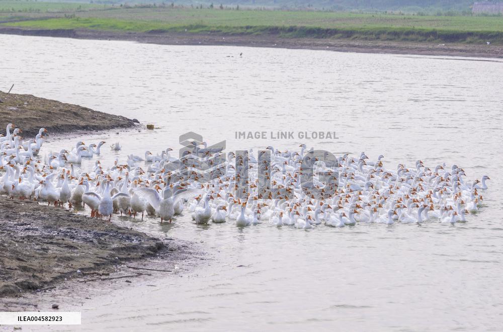 Tidal Flat White Goose Breeding Base