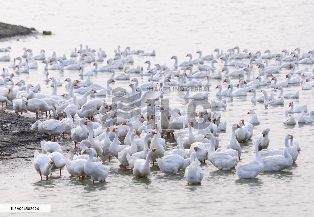 Tidal Flat White Goose Breeding Base