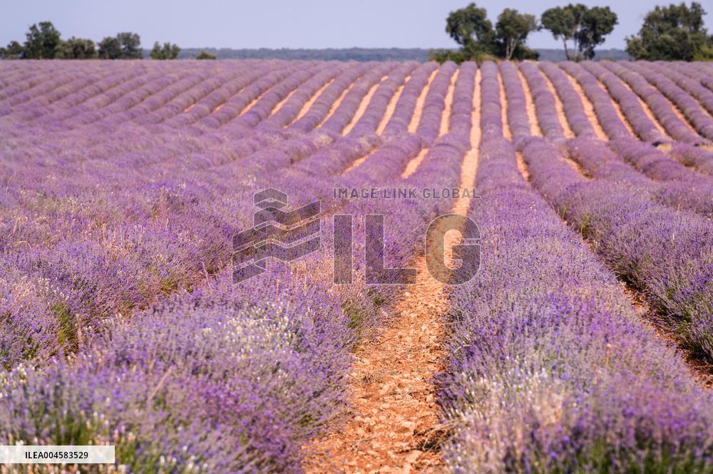 Lavender fields in Brihuega