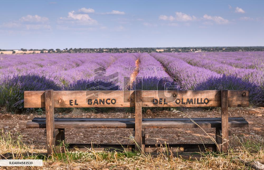 Lavender fields in Brihuega