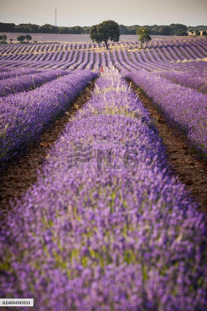 Lavender fields in Brihuega