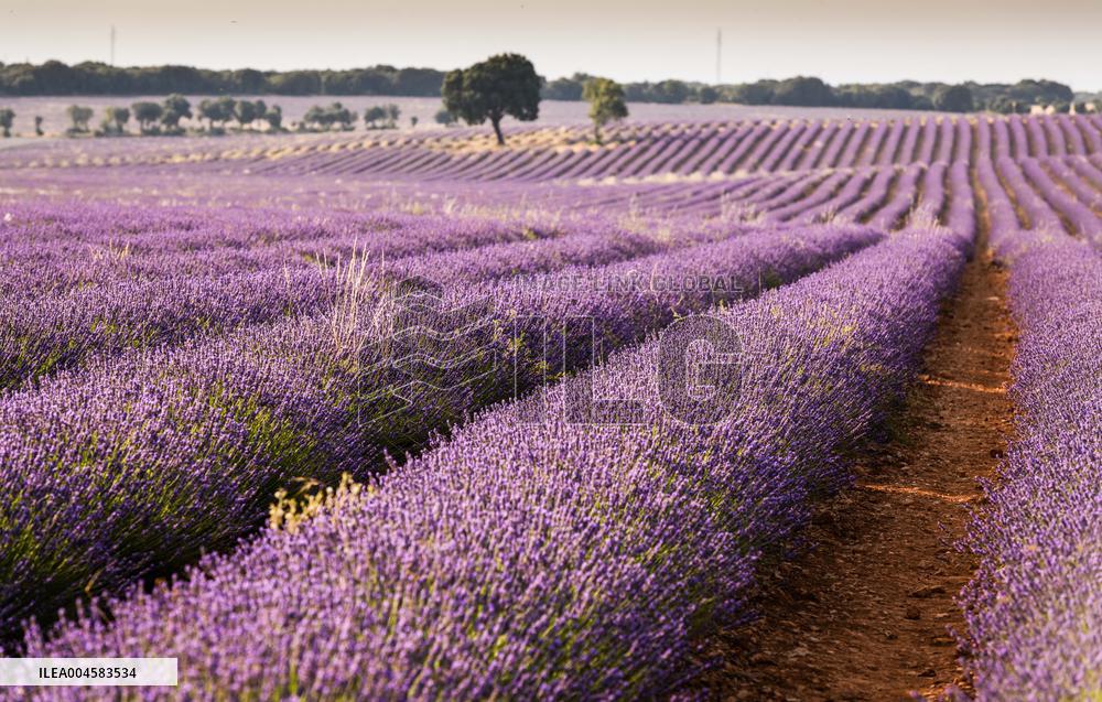 Lavender fields in Brihuega