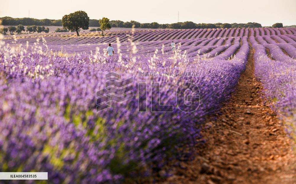 Lavender fields in Brihuega