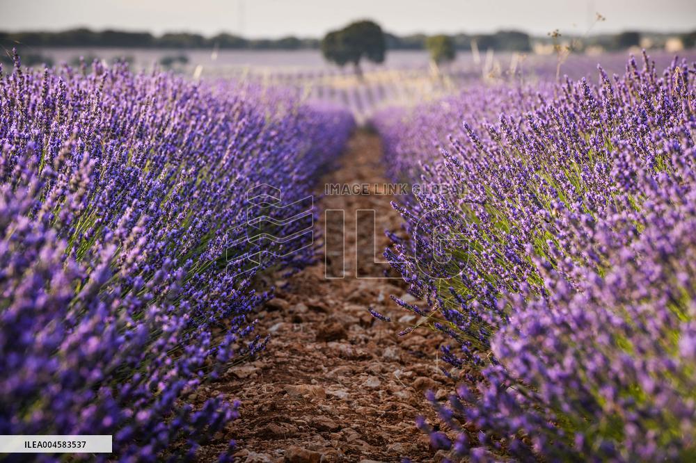 Lavender fields in Brihuega