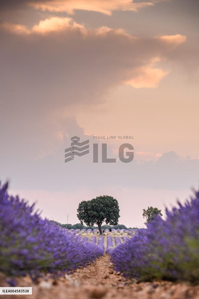 Lavender fields in Brihuega