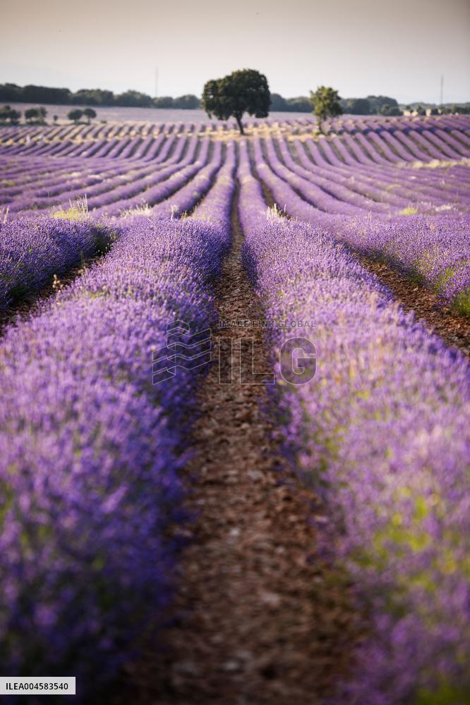 Lavender fields in Brihuega