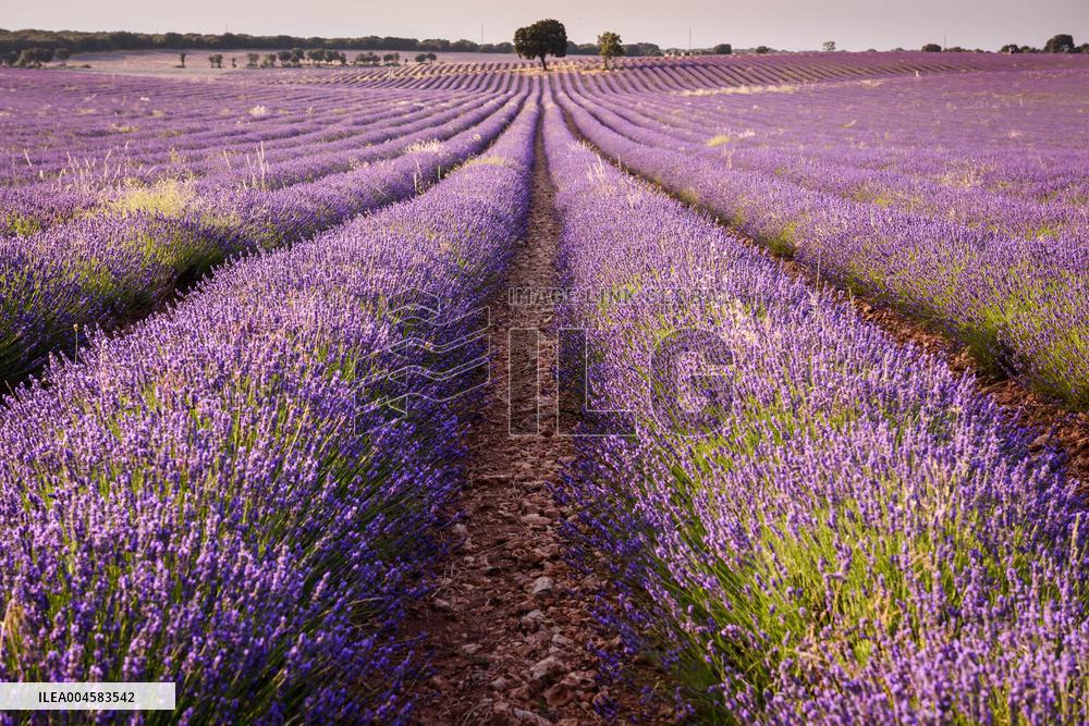Lavender fields in Brihuega