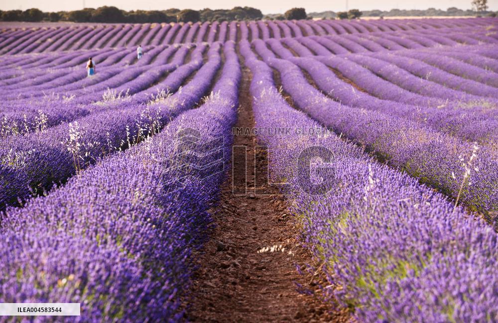 Lavender fields in Brihuega
