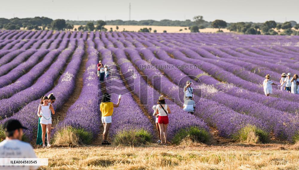 Lavender fields in Brihuega