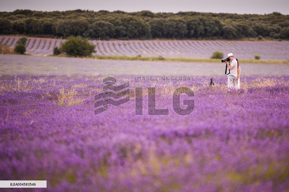 Lavender fields in Brihuega
