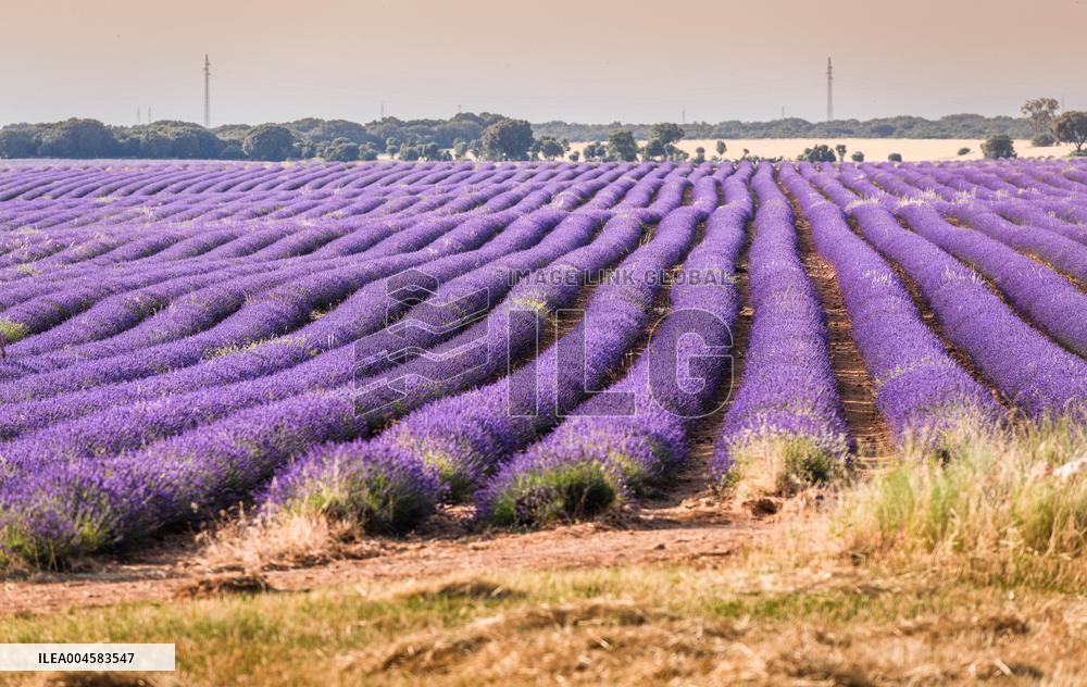 Lavender fields in Brihuega