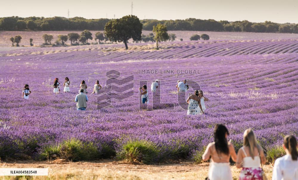 Lavender fields in Brihuega