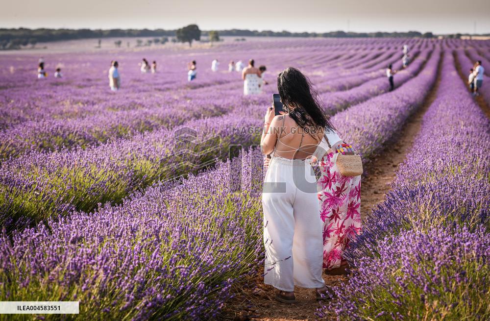 Lavender fields in Brihuega