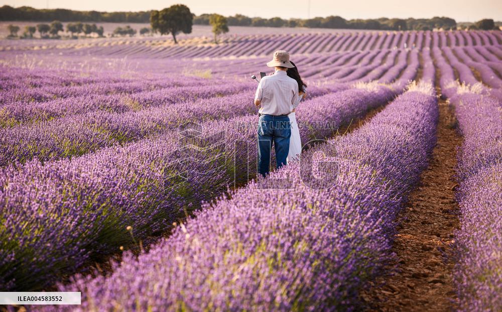 Lavender fields in Brihuega