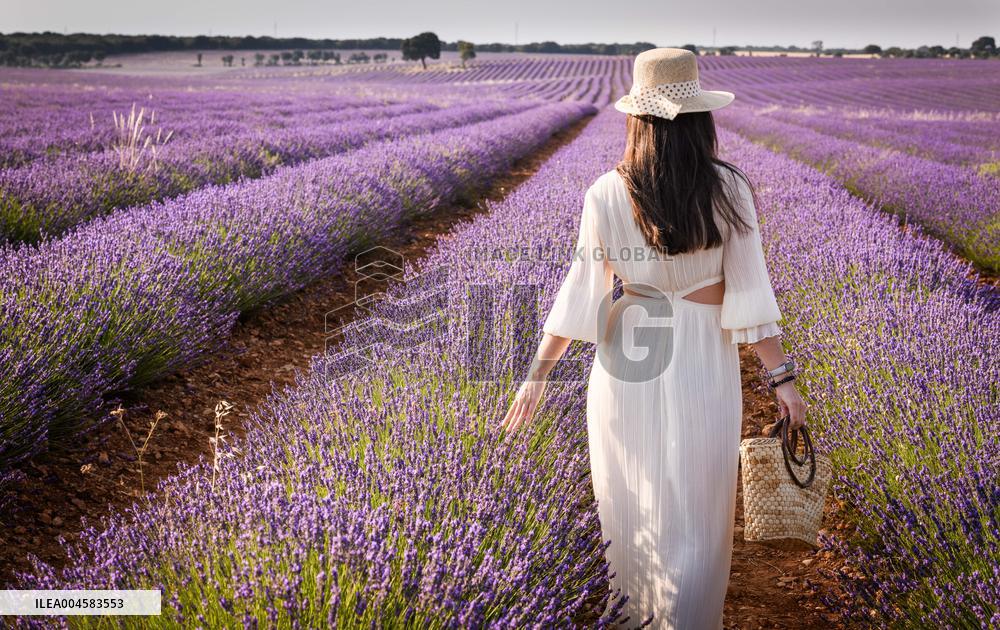 Lavender fields in Brihuega