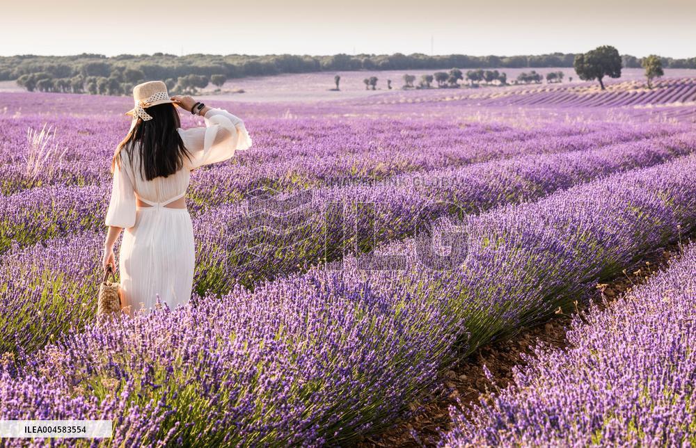 Lavender fields in Brihuega