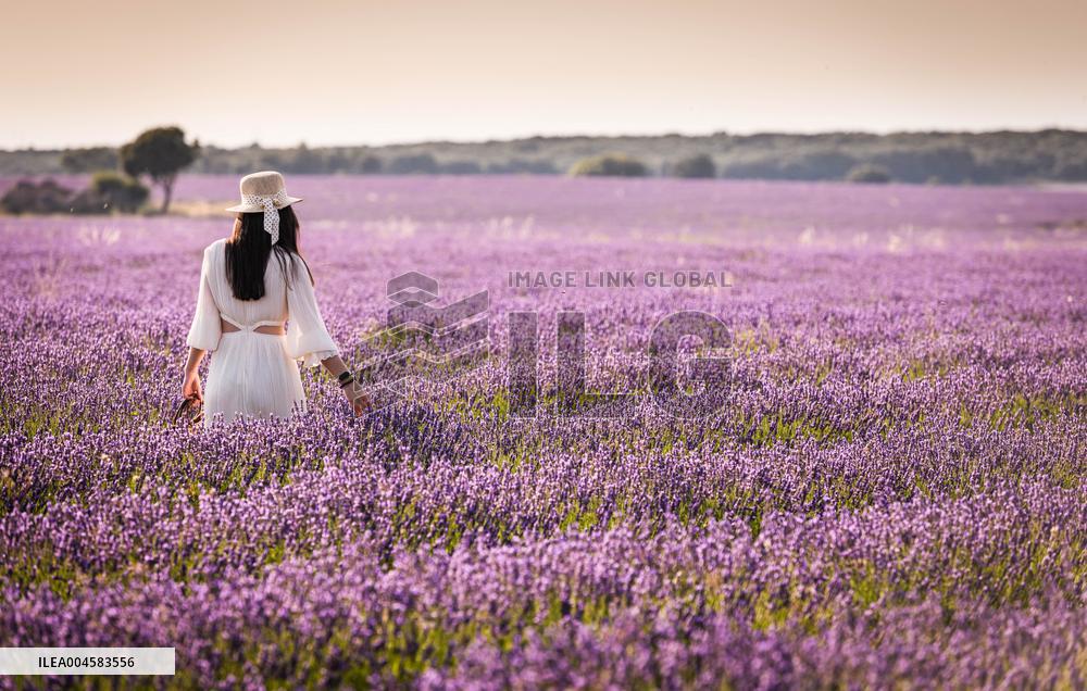 Lavender fields in Brihuega