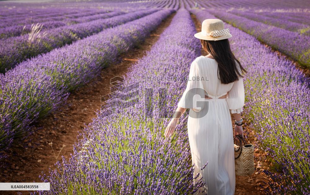 Lavender fields in Brihuega