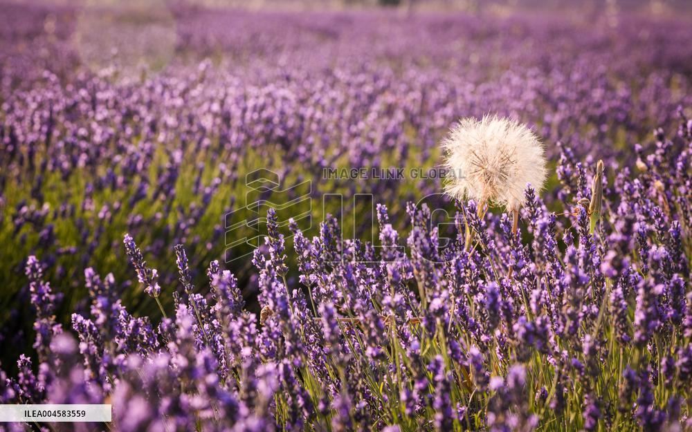 Lavender fields in Brihuega