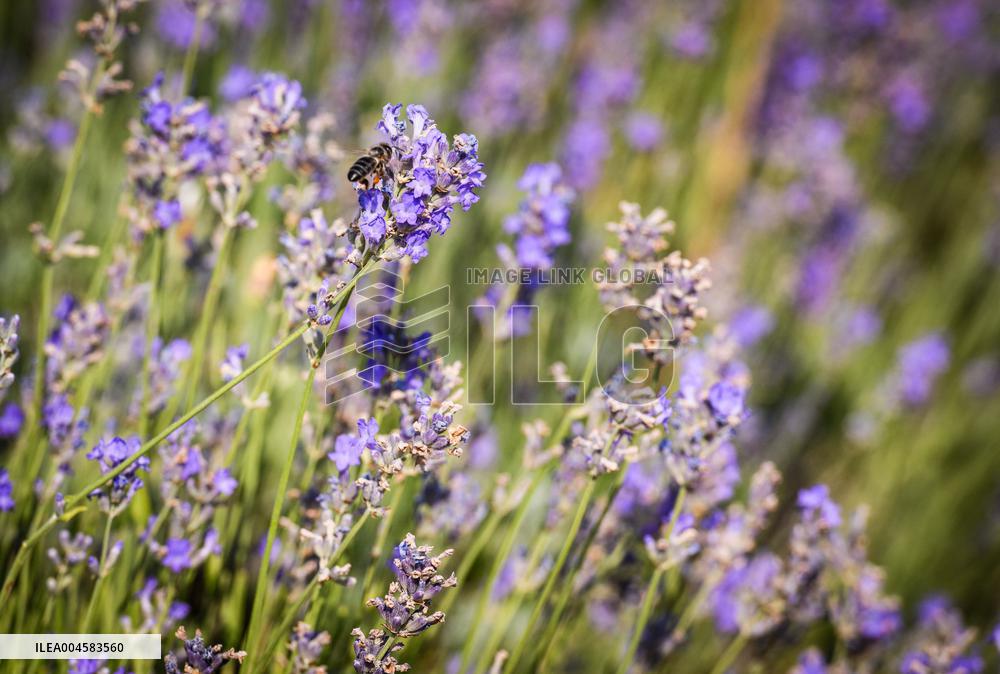 Lavender fields in Brihuega