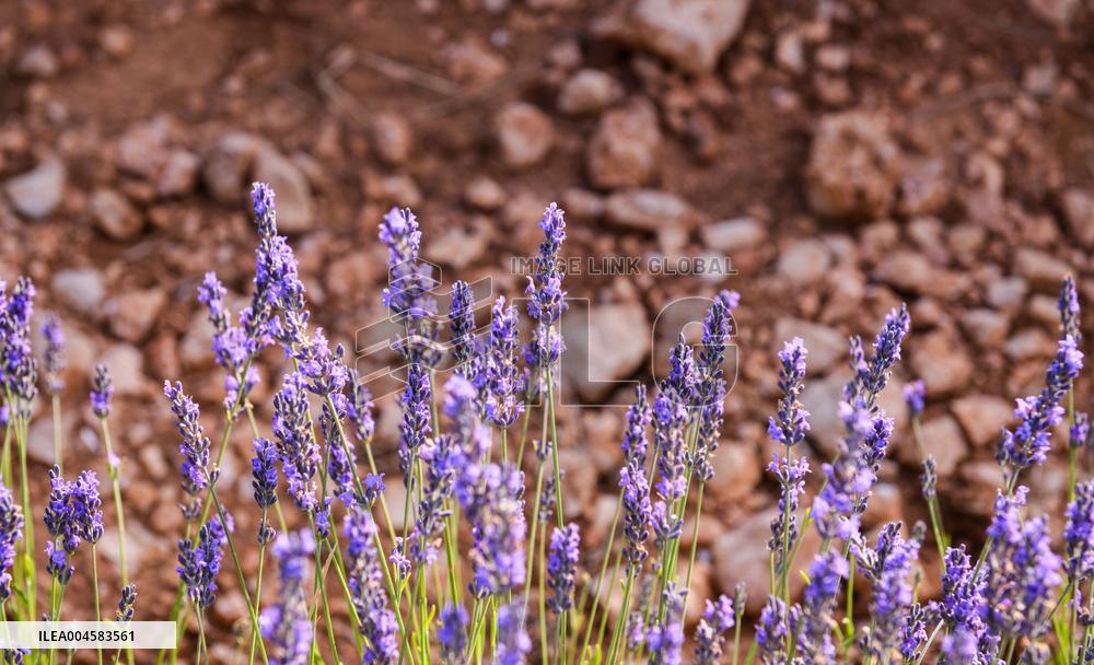 Lavender fields in Brihuega