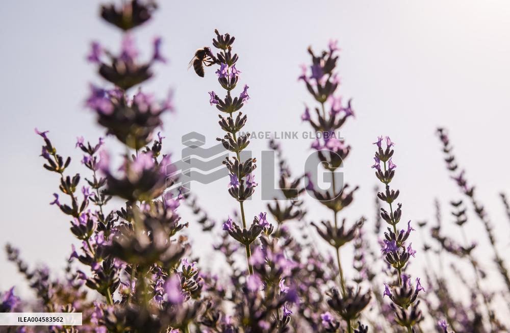 Lavender fields in Brihuega