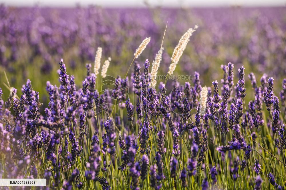 Lavender fields in Brihuega